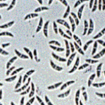 conidia of rice leaf scald pathogen